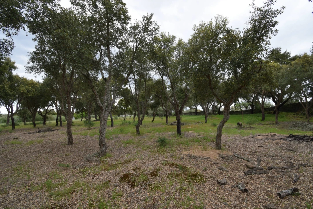 Quinta T0 para Venda em Castelo Branco Foto 29