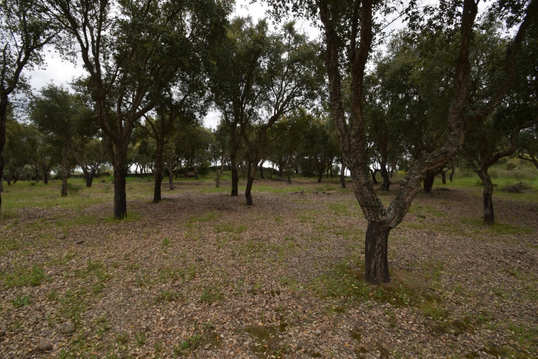 Quinta T0 para Venda em Castelo Branco Foto 27