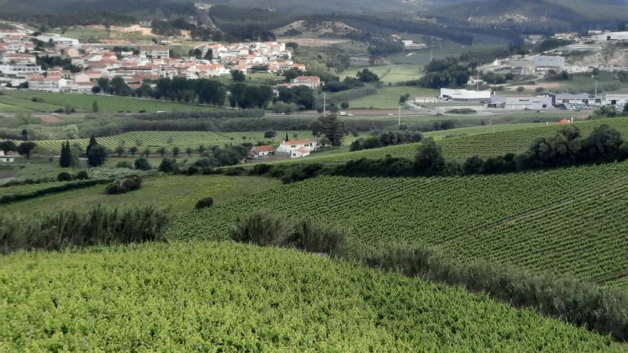 Terreno P/ Prédio para Venda em Santa Maria, São Pedro e Matacães