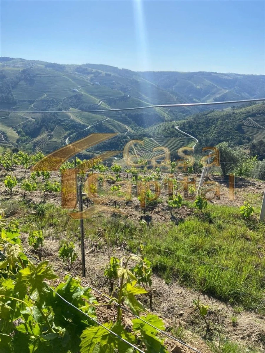 Quinta T0 para Venda em Sabrosa Foto 2