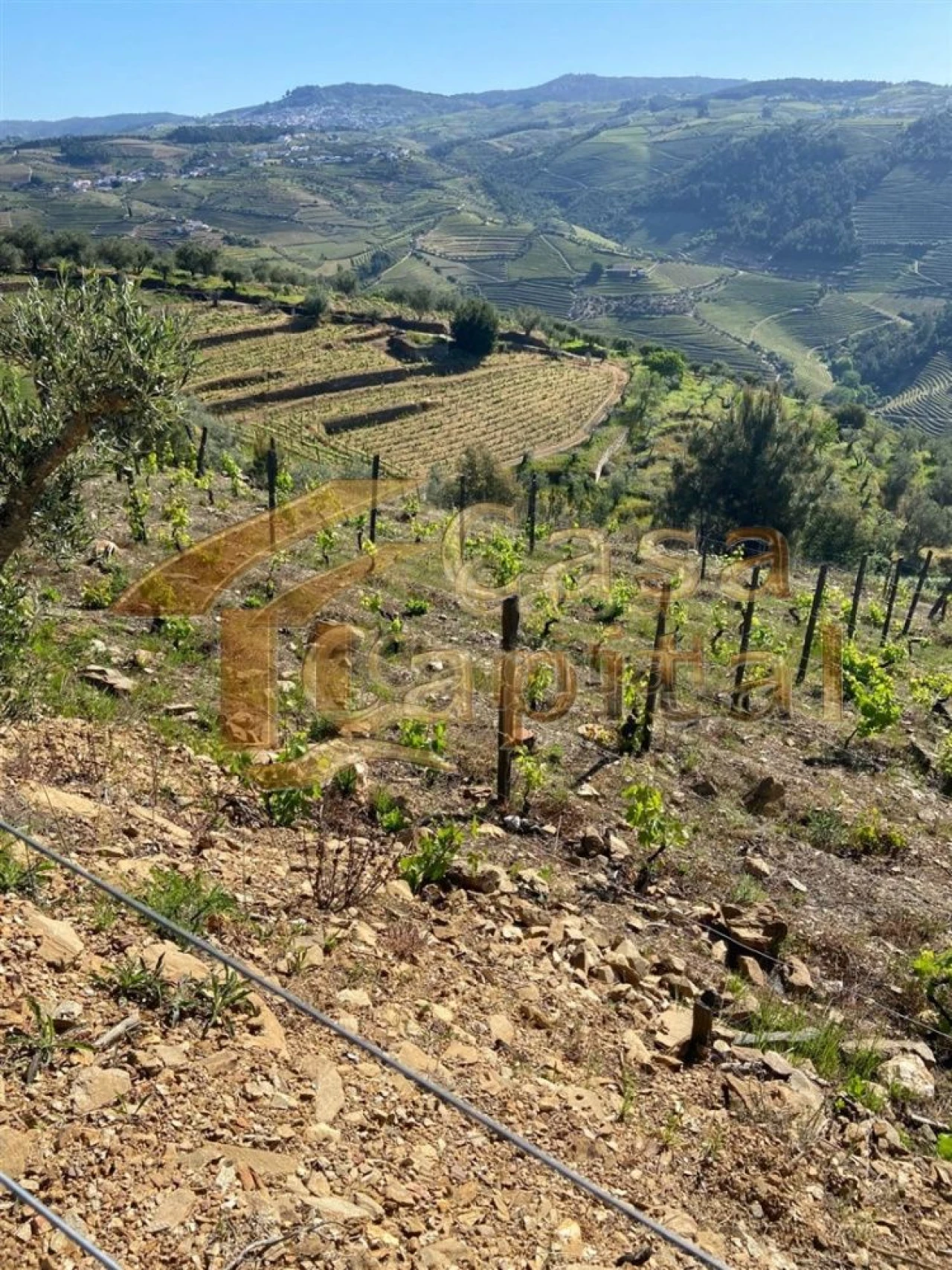 Quinta T0 para Venda em Sabrosa Foto 15
