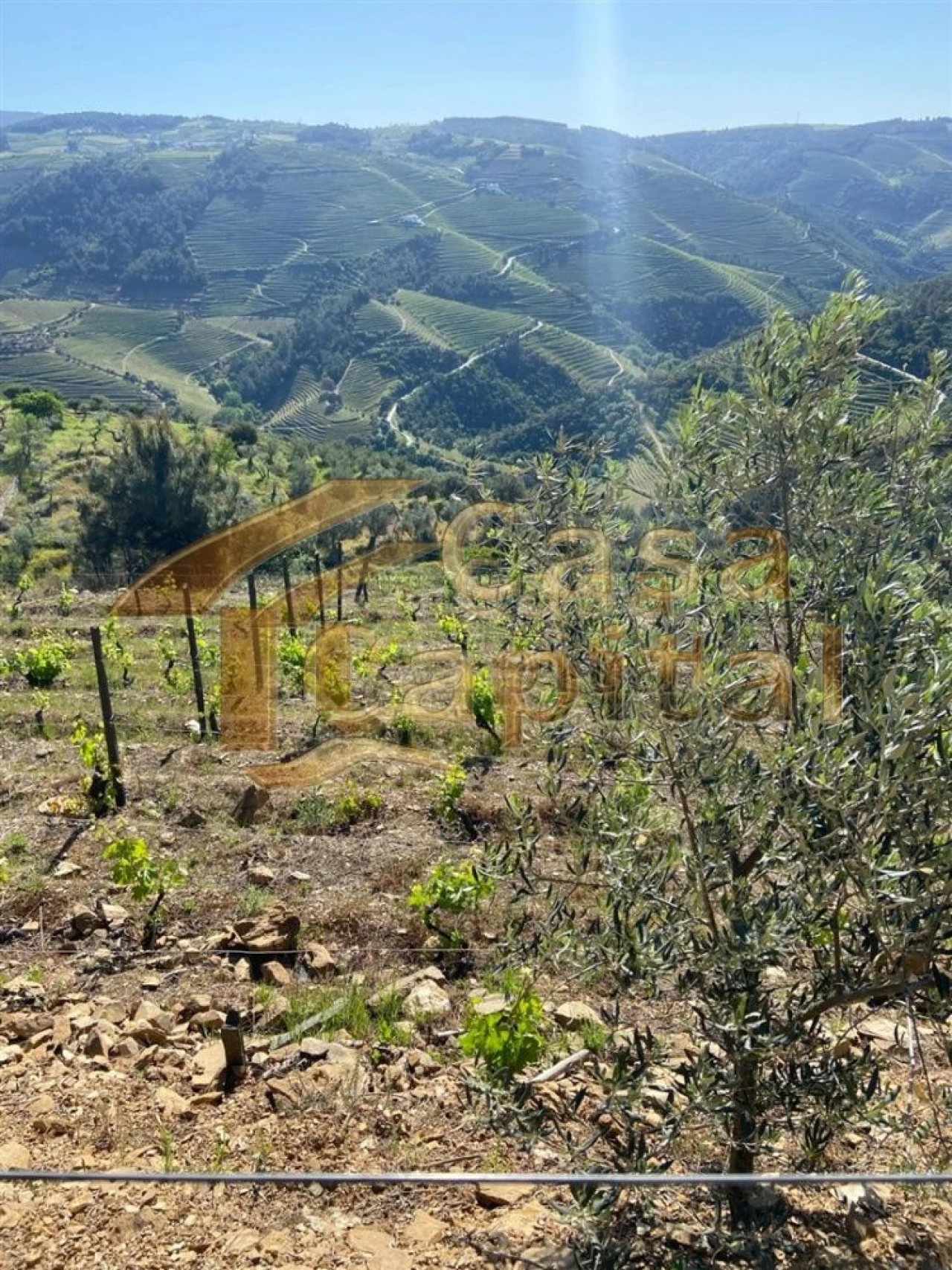 Quinta T0 para Venda em Sabrosa Foto 12
