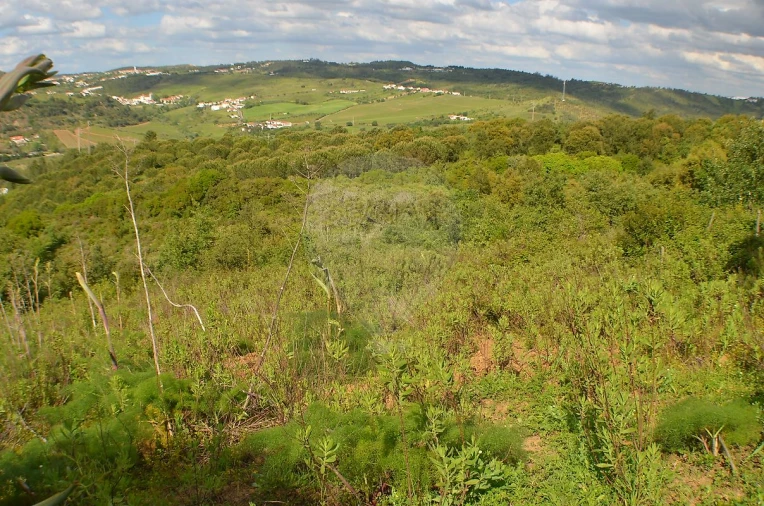 Terreno para Venda em Meca Foto 5