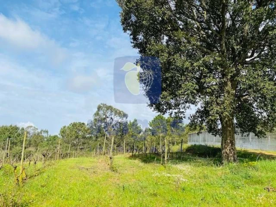 Terreno Agricola ou Rústico para Venda em Caldas da Rainha - Santo Onofre e Serra do Bouro Foto 3