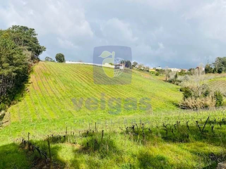 Terreno Agricola ou Rústico para Venda em Caldas da Rainha - Santo Onofre e Serra do Bouro Foto 1