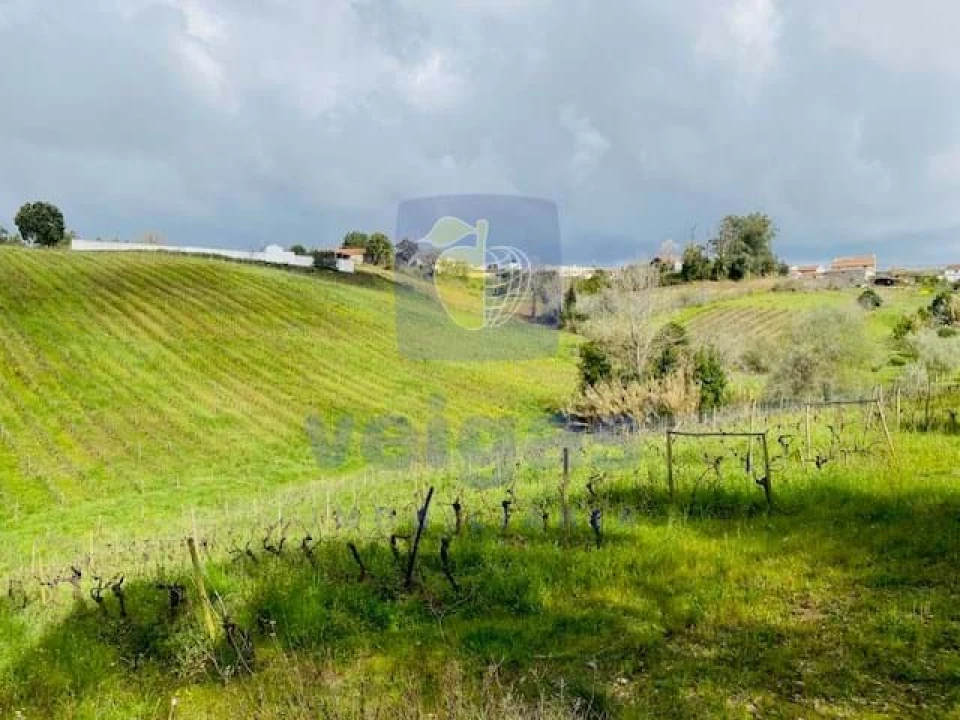 Terreno Agricola ou Rústico para Venda em Caldas da Rainha - Santo Onofre e Serra do Bouro Foto 5