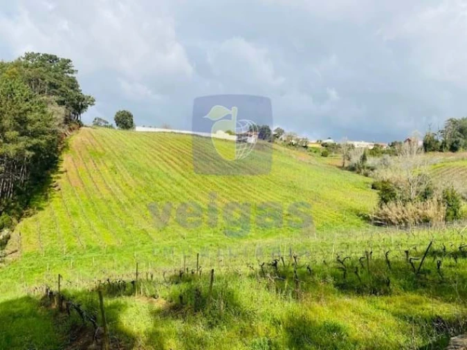 Terreno Agricola ou Rústico para Venda em Caldas da Rainha - Santo Onofre e Serra do Bouro Foto 6