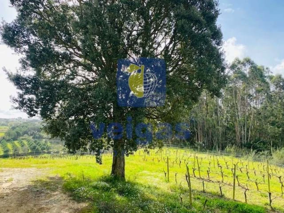 Terreno Agricola ou Rústico para Venda em Caldas da Rainha - Santo Onofre e Serra do Bouro Foto 7