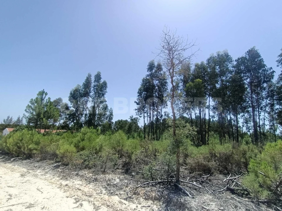 Terreno para Venda em Santana do Mato Foto 8