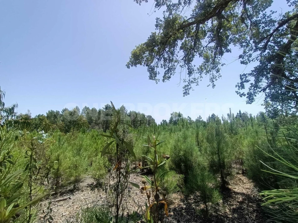 Terreno para Venda em Santana do Mato Foto 11