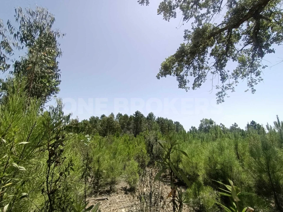 Terreno para Venda em Santana do Mato Foto 12