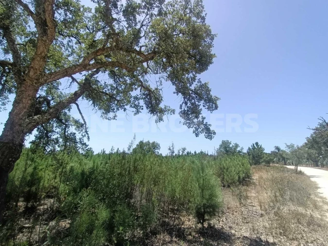 Terreno para Venda em Santana do Mato Foto 1