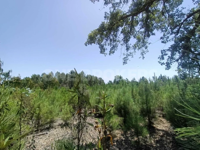 Terreno para Venda em Santana do Mato Foto 11