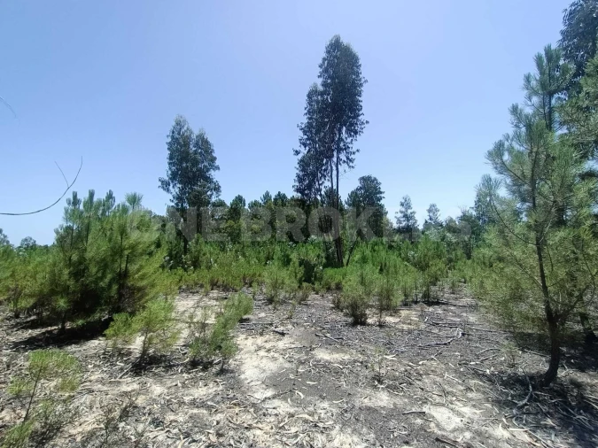 Terreno para Venda em Santana do Mato Foto 20