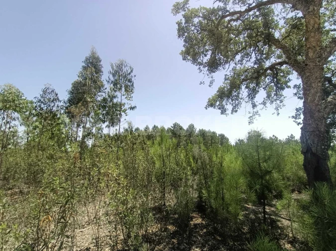 Terreno para Venda em Santana do Mato Foto 13