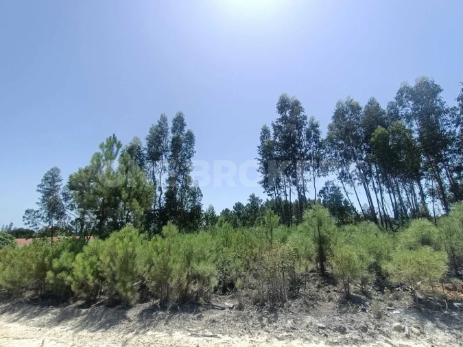 Terreno para Venda em Santana do Mato Foto 7