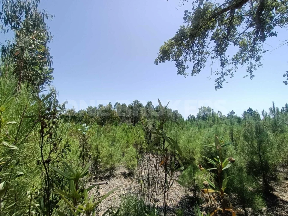 Terreno para Venda em Santana do Mato Foto 10