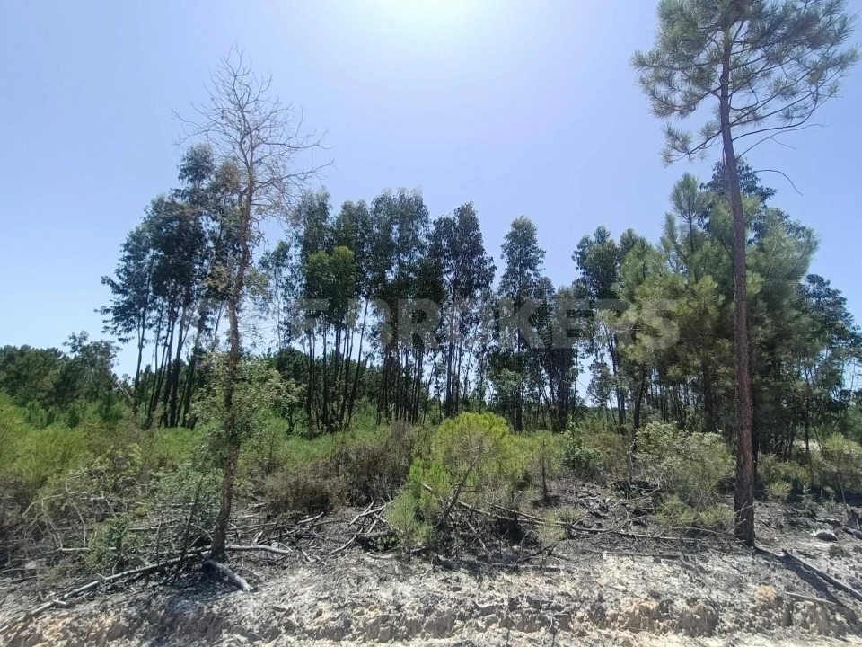 Terreno para Venda em Santana do Mato Foto 9