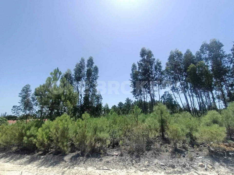 Terreno para Venda em Santana do Mato Foto 7