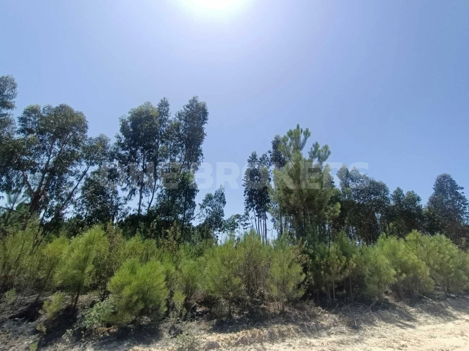 Terreno para Venda em Santana do Mato Foto 2