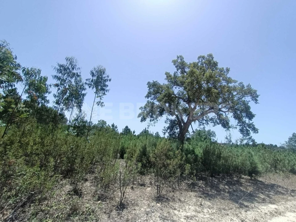 Terreno para Venda em Santana do Mato Foto 15