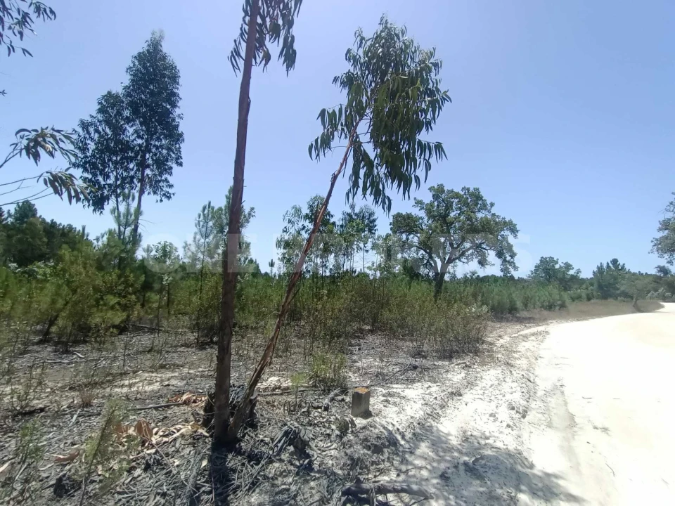 Terreno para Venda em Santana do Mato Foto 18