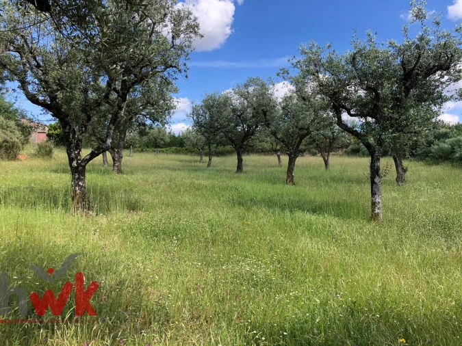 Terreno Agricola ou Rústico para Venda em Nogueira do Cravo Foto 2