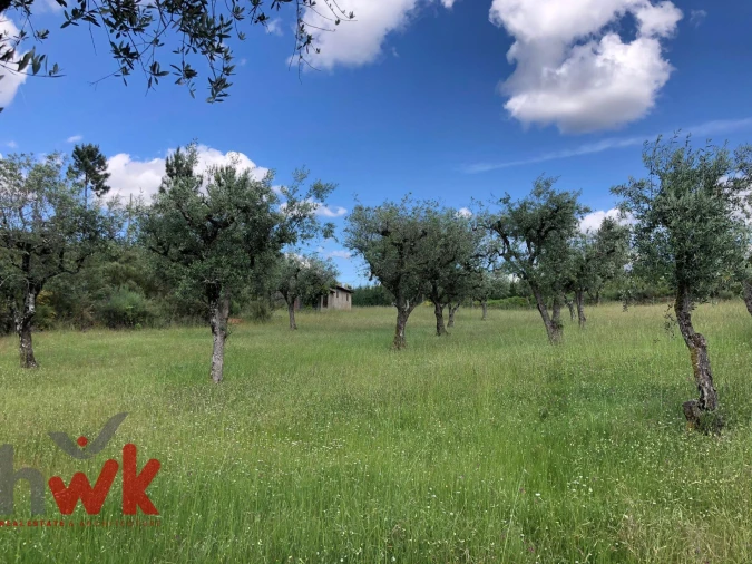 Terreno Agricola ou Rústico para Venda em Nogueira do Cravo Foto 3