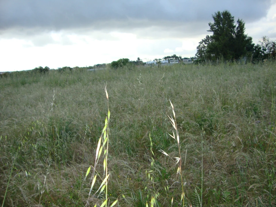 Terreno para Venda em Alcochete Foto 19
