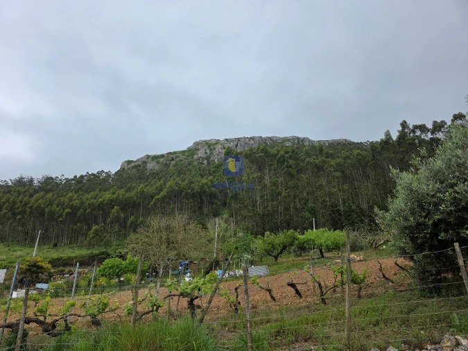 Terreno para Venda em Lamas e Cercal Foto 10