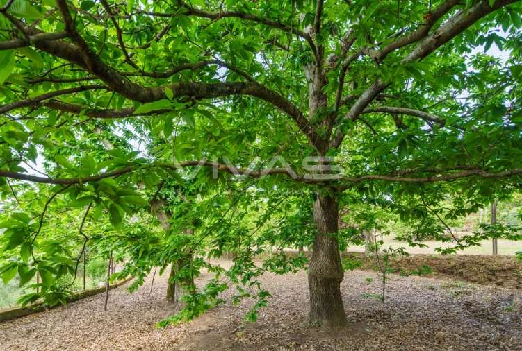 Terreno para Venda em Sande, Vilarinho, Barros e Gomide Foto 8