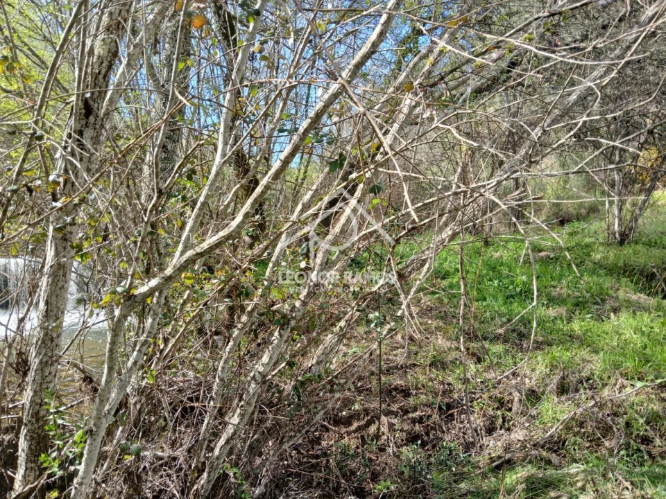 Terreno para Venda em Sarzedas Foto 19