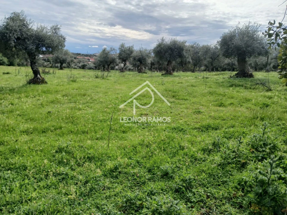 Terreno para Venda em Idanha-A-Nova e Alcafozes Foto 2