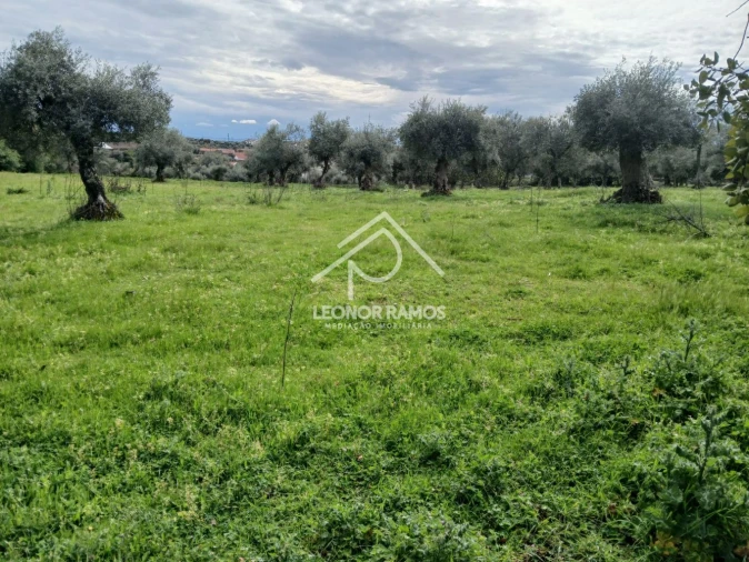 Terreno para Venda em Idanha-A-Nova e Alcafozes Foto 2