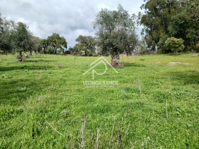 Terreno para Venda em Idanha-A-Nova e Alcafozes Foto 6