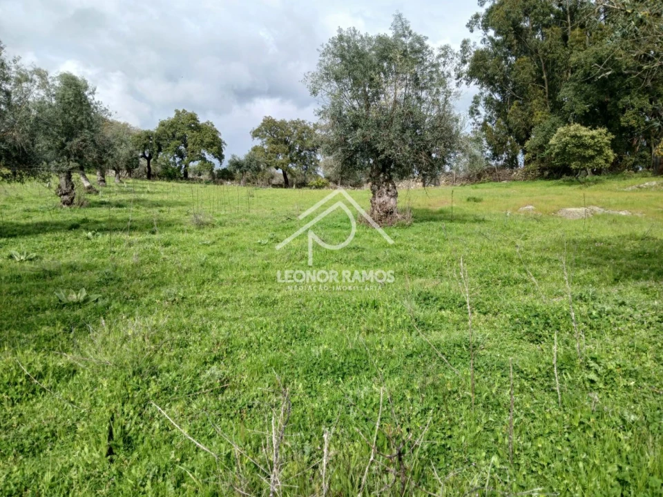 Terreno para Venda em Idanha-A-Nova e Alcafozes Foto 6