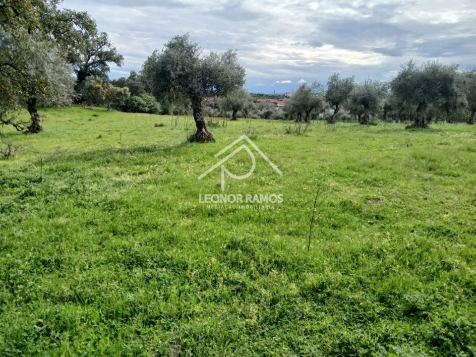 Terreno para Venda em Idanha-A-Nova e Alcafozes Foto 1