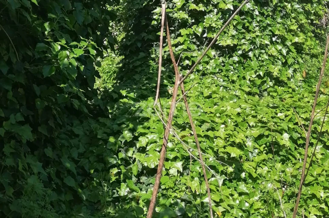 Moradia T2 para Venda em Lordelo Foto 31