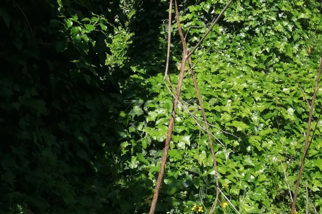 Moradia T2 para Venda em Lordelo Foto 32