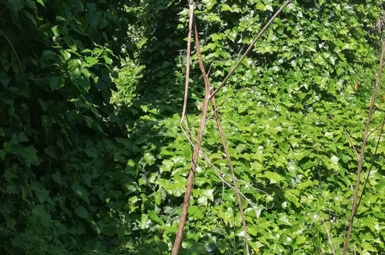 Moradia T2 para Venda em Lordelo Foto 31