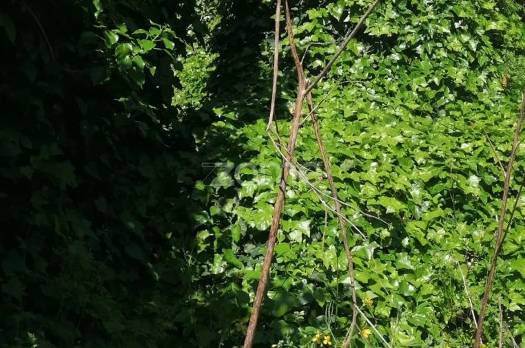 Moradia T2 para Venda em Lordelo Foto 32