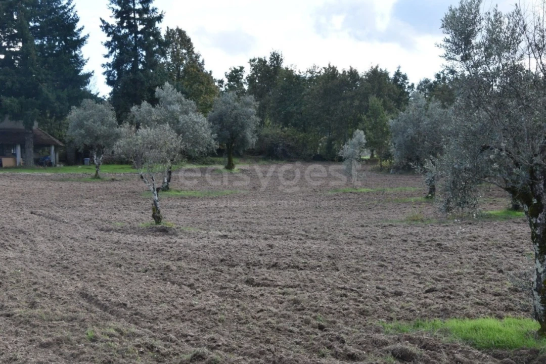 Quinta T3 para Venda em Mangualde, Mesquitela e Cunha Alta Foto 13