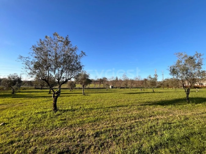 Quinta T3 para Venda em Mangualde, Mesquitela e Cunha Alta Foto 3