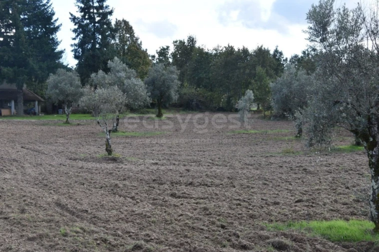 Quinta T3 para Venda em Mangualde, Mesquitela e Cunha Alta Foto 13