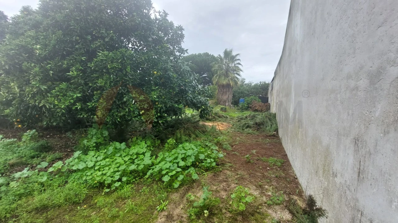 Terreno para Venda em Alpiarça Foto 4