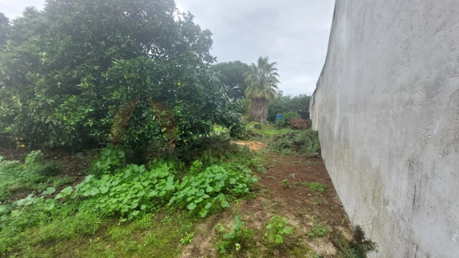 Terreno para Venda em Alpiarça Foto 4