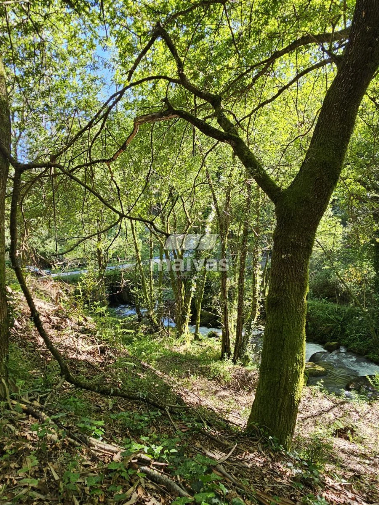 Negócio para Venda em Valdreu Foto 5