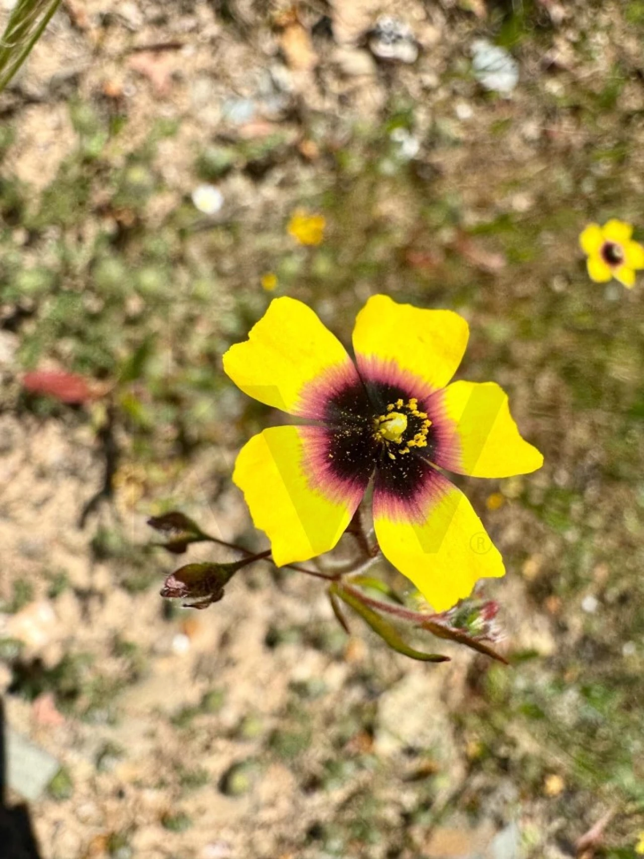 Terreno para Venda em Figueira dos Cavaleiros Foto 32