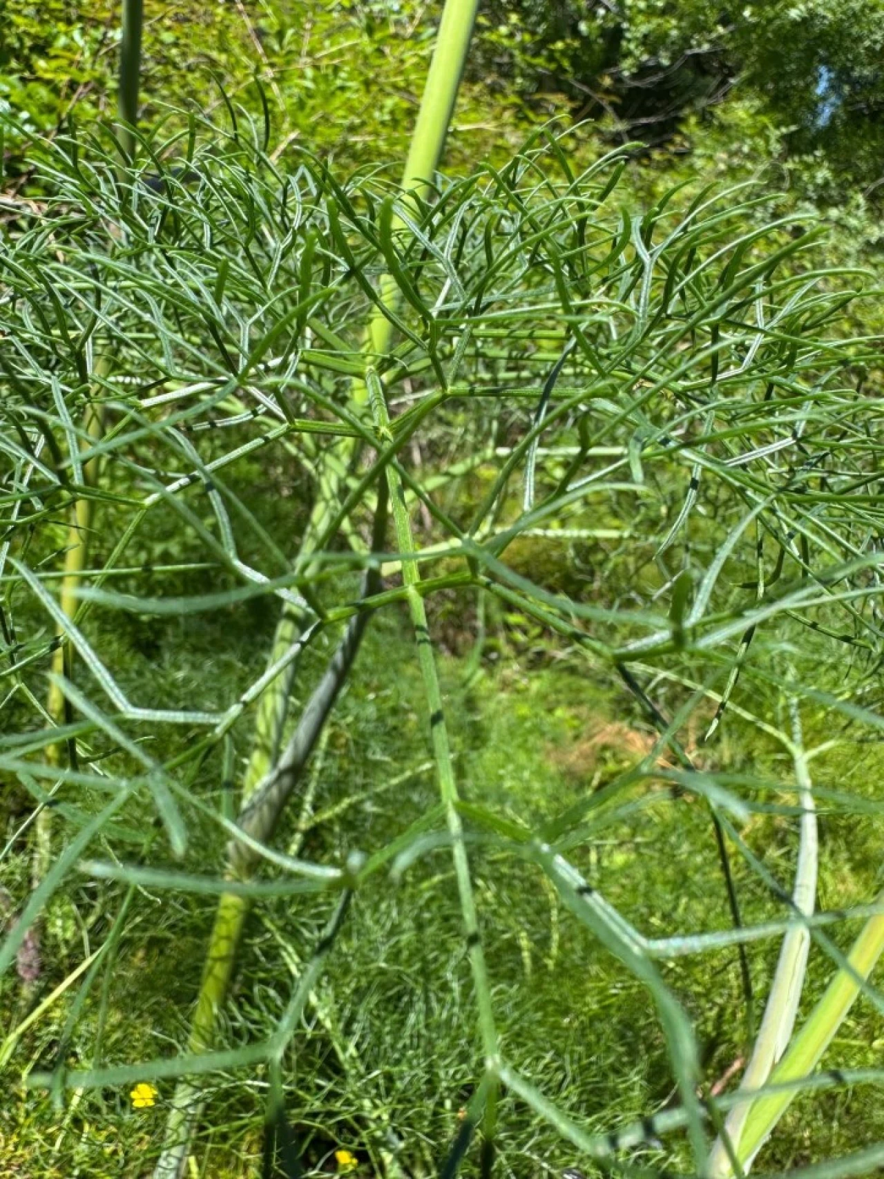 Terreno para Venda em Figueira dos Cavaleiros Foto 39