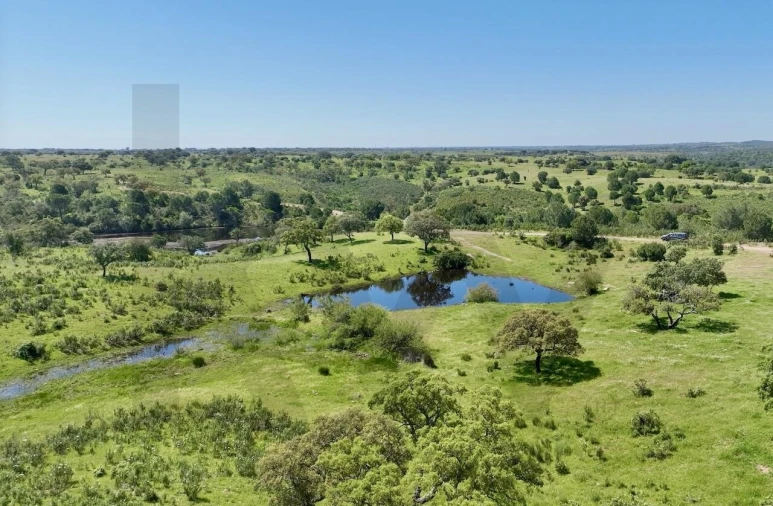 Terreno para Venda em Figueira dos Cavaleiros Foto 6